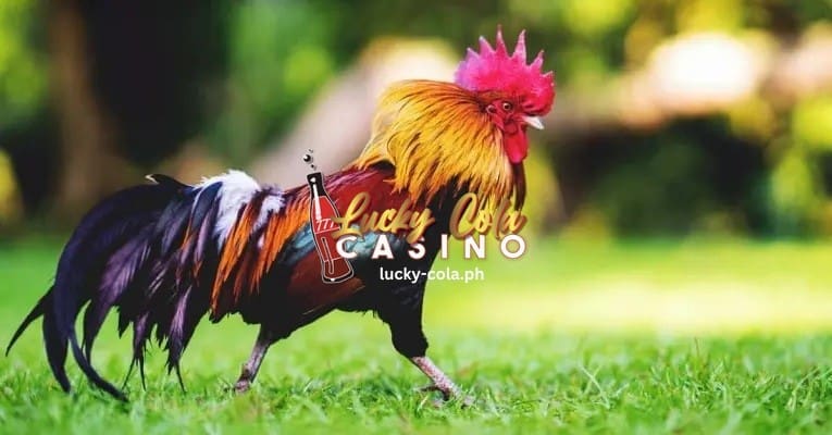 Magkano ang Halaga ng Tandang? 1 Magkano ang Halaga ng Tandang Lucky Cola