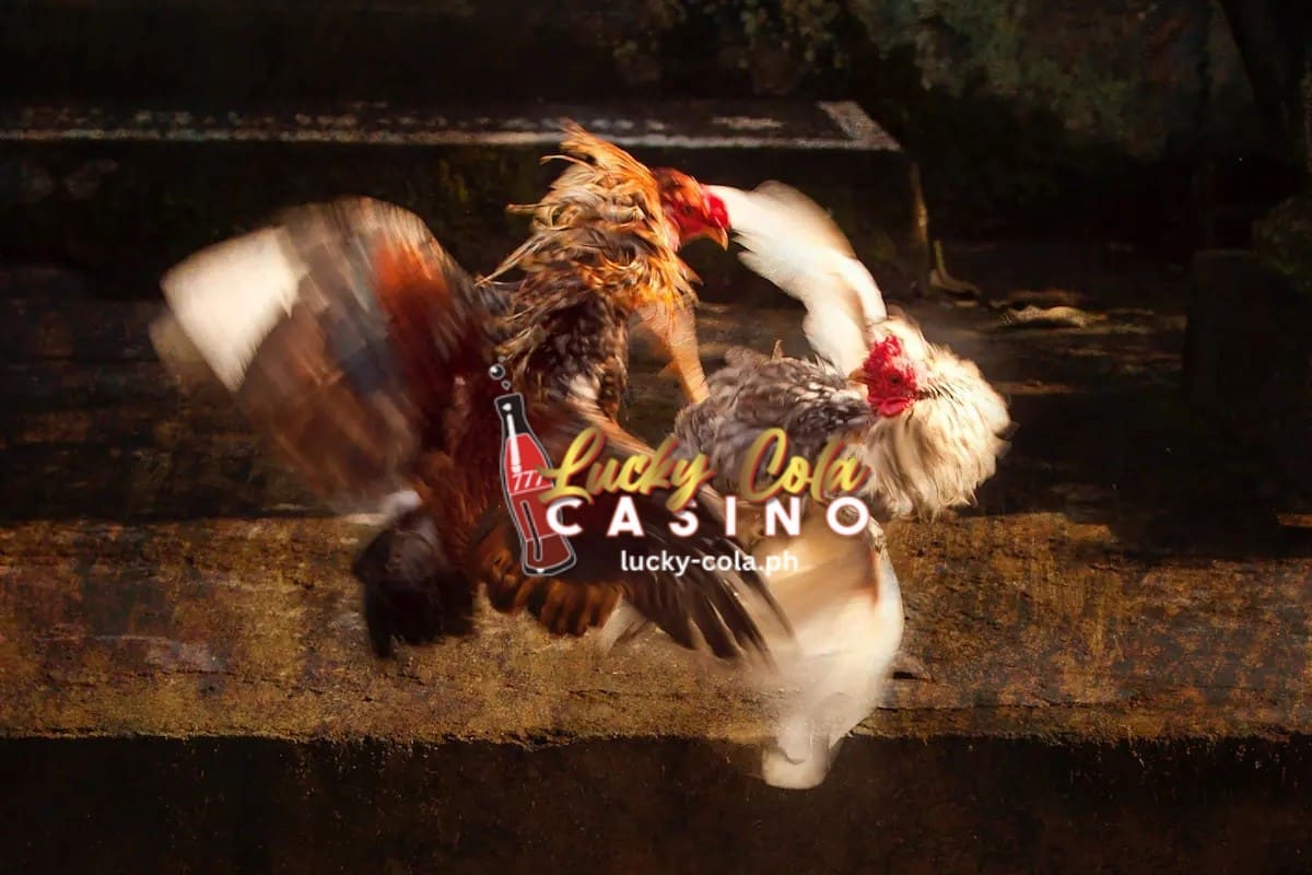 Paano Itaguyod ang Pag aalaga ng Isang Manok na pang Sabong Lucky Cola